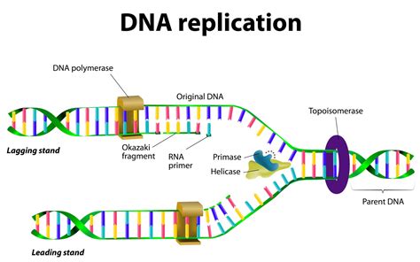 semi conservative replication dna stages